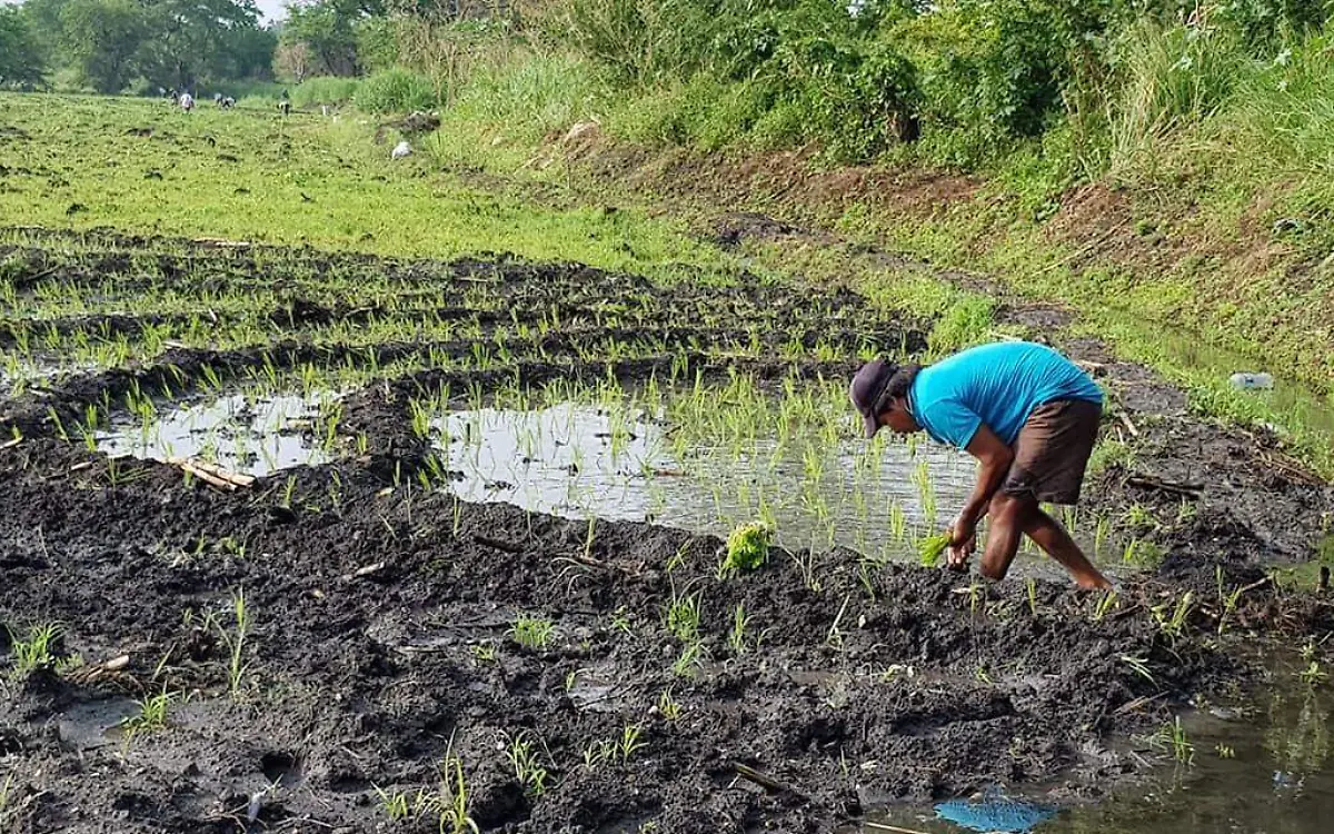 cultivo-de-arroz-en -el sur-angelina